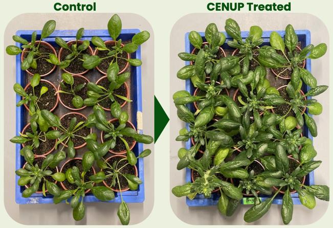 Spinach control versus CENUP-treated plants showing dramatic biomass increase