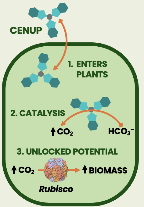 Diagram showing CENUP entering plants, catalysing CO2 conversion and unlocking biomass